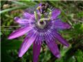 Passiflora Amethyst Pot 23 ** Fleur de la passion **