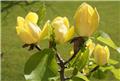 Magnolia brooklynensis Yellow Bird 80 100 cm Pot C3.5Litres