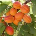 Abricotier Tros Oranje Palissé Oblique  **Autofertile**