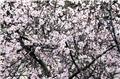 Amandier Prunus dulcis Palissé Oblique Pot