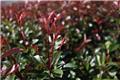 Photinia fraseri Red Robin 300 350 Motte  ** forte plante **