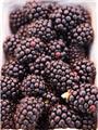 Murier Rubus fruticosus Navaho Pot P11 ** Murier sans épines **