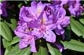 Rhododendron Catawbiense Grandiflorum 60 80 Pot C12