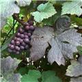 Vitis vinifera Purpurea Pot C2