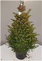 Erica darleyensis Pyramide Pot 15-17 cm ** Bruyère d´hiver **