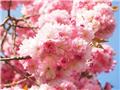 Prunus serrulata Kanzan Demi Tige motte ou Pot **Cerisier du Japon **
