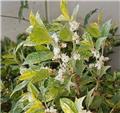 Osmanthus heterophyllus Tricolor Pot ** Parfumé **