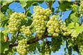 Vitis vinifera Lakemont Pot C3  Vigne greffée, Blanc sans pépins ** Très résistante aux maladies et au froid  **