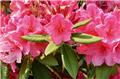 Rhododendron Junifeuer 50 60 XXL  Pot