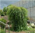 Betula nigra Summer Cascade Baliveau 150 200 ** Bouleau pleureur nain **