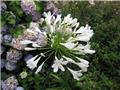 Agapanthus africanus Amourette White (blanche) Pot P23 XL