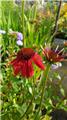 Echinacea purpurea Eccentric C2L