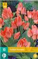 Tulipe Toronto * 10 pc cal.11/12 ** Botanique **