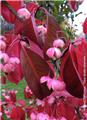 Euonymus grandiflorus Ruby Wine Pot C5 ** Magnifique feuillage en automne **