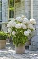 Hydrangea arborescens Candybelle® Marshmallow Pot C5Litres