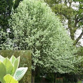 Sorbus intermedia Brouwers Baliveau 150 175 cm Pot C12