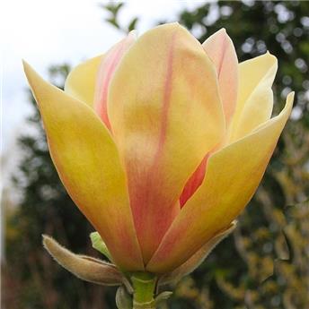 Magnolia Sunsation  Pot C3.5 ** Colori original **