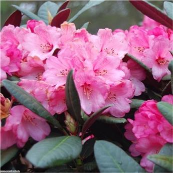 Rhododendron Wine And Rose 80 100 Pot C23 ** Feuillage décoratif **
