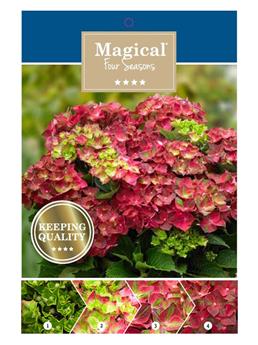Hydrangea macrophylla Magical® Ruby Tuesday Pot C3