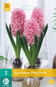 Hyacinthe Pink Pearl * 3 pc cal.18/19 ** Pour culture intérieure **