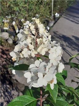 Hydrangea paniculata Forever and Ever White and Pink Pot P23 - C5L