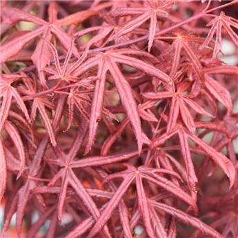 Acer palmatum Starfish P30