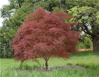 Acer palmatum Red Pygmy 60 80 Pot