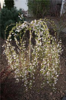 Prunus Incisa Frilly Frock haute Tige 12 14 Pot 35