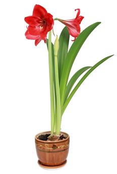 Amaryllis rouge * 1 pc cal.28/30 ** En boîte décorative **