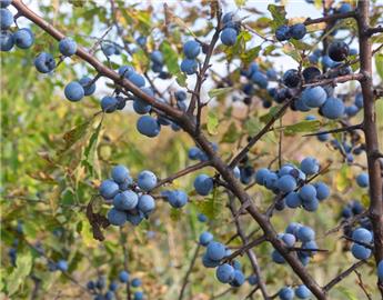 Prunus spinosa 080 100 POT ** Plantes fortes  *** Prunelier **