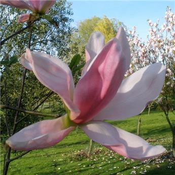 Magnolia Daybreak Pot C3.5 ** Enormes fleurs  **