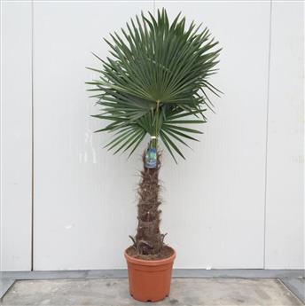Trachycarpus Fortunei 1 tronc 80 100 cm Pot