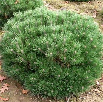 Pinus nigra Pierrick Bregeon Mini Tige Pot C15