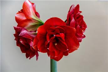 Amaryllis double rouge * 1 pc 28/30 en boite cadeau