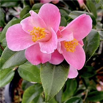 Camellia Koto-no-kaori (rose) Pot C2  3 ans ** Parfumé **