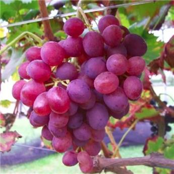 Vitis vinifera LIDI Pot C3 ** Très résistante aux maladies et au froid **