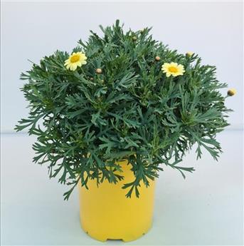Chrysanthemum frutescens Jaune Pot P18 cm Anthemis