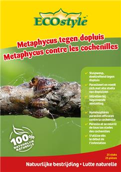Metaphycus flavus contre la cochenille 25 st-pcs Ecostyle BIO