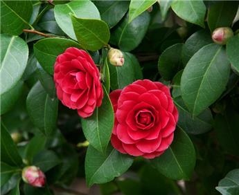 Camellia japonica Coquetti Pot C5