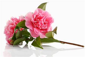 Camellia japonica Duchesse de Rohan Pot C7.5 ** 7 ans **
