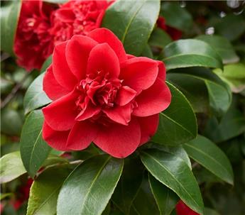 Camellia japonica Souvenir d´Hubert Thoby Pot C15Litres ** 9 ans **