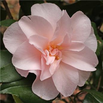 Camellia japonica Moonlight Bay Pot C15 ** 9 ans **