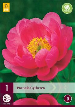 Paeonia lactiflora Cytherea * 1 Pc *** Vivace - Parfumée **