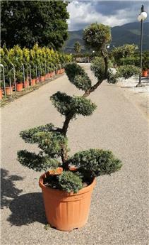 Juniperus glauca Hetzii +/- 150 cm Bonsai Nuages Pot C45