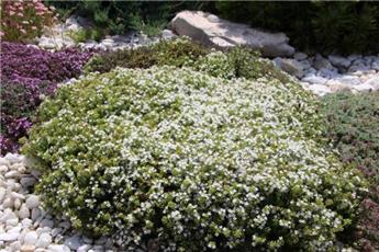 Thymus praecox Albiflorus Pot P17  ** Thym des montagnes comestible **