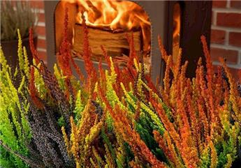 Calluna vulgaris Sunset Fire TRIO Pot P13 cm ** Bruyère été-automne **