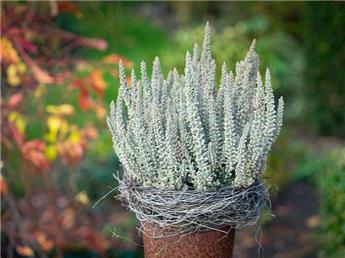 Calluna vulgaris Fluffy Pot P12 ** Bruyère d´été-automne argentée **
