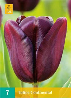 Tulipe Continental * 7 pc cal.11/12