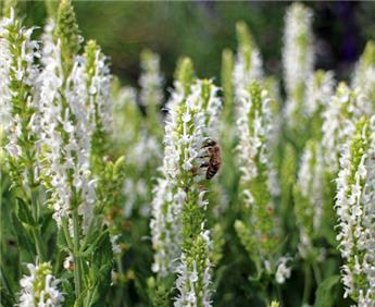 Hyssopus officinalis Alba Pot C1.5 ** Fleurs blanches **
