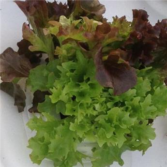 Lactuca sativa Tricolor - Salade à couper variées Pot C1.5Litres